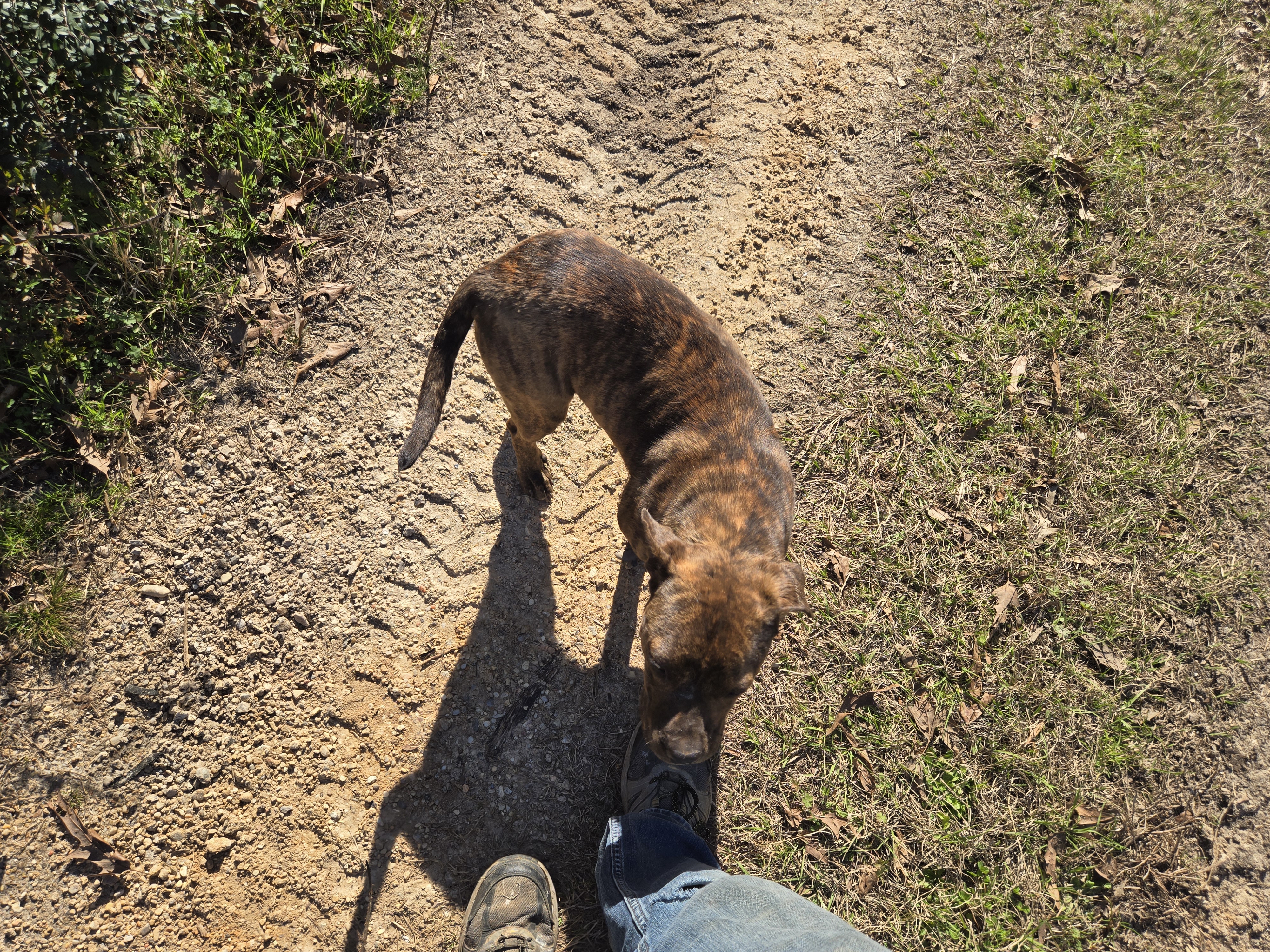 Dog