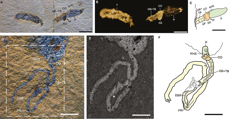 The related clade of worms WORM
