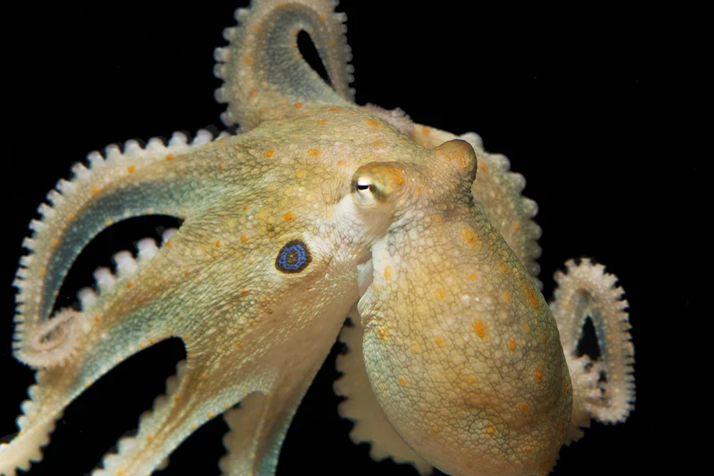 the species that was experimented on OKAPUS